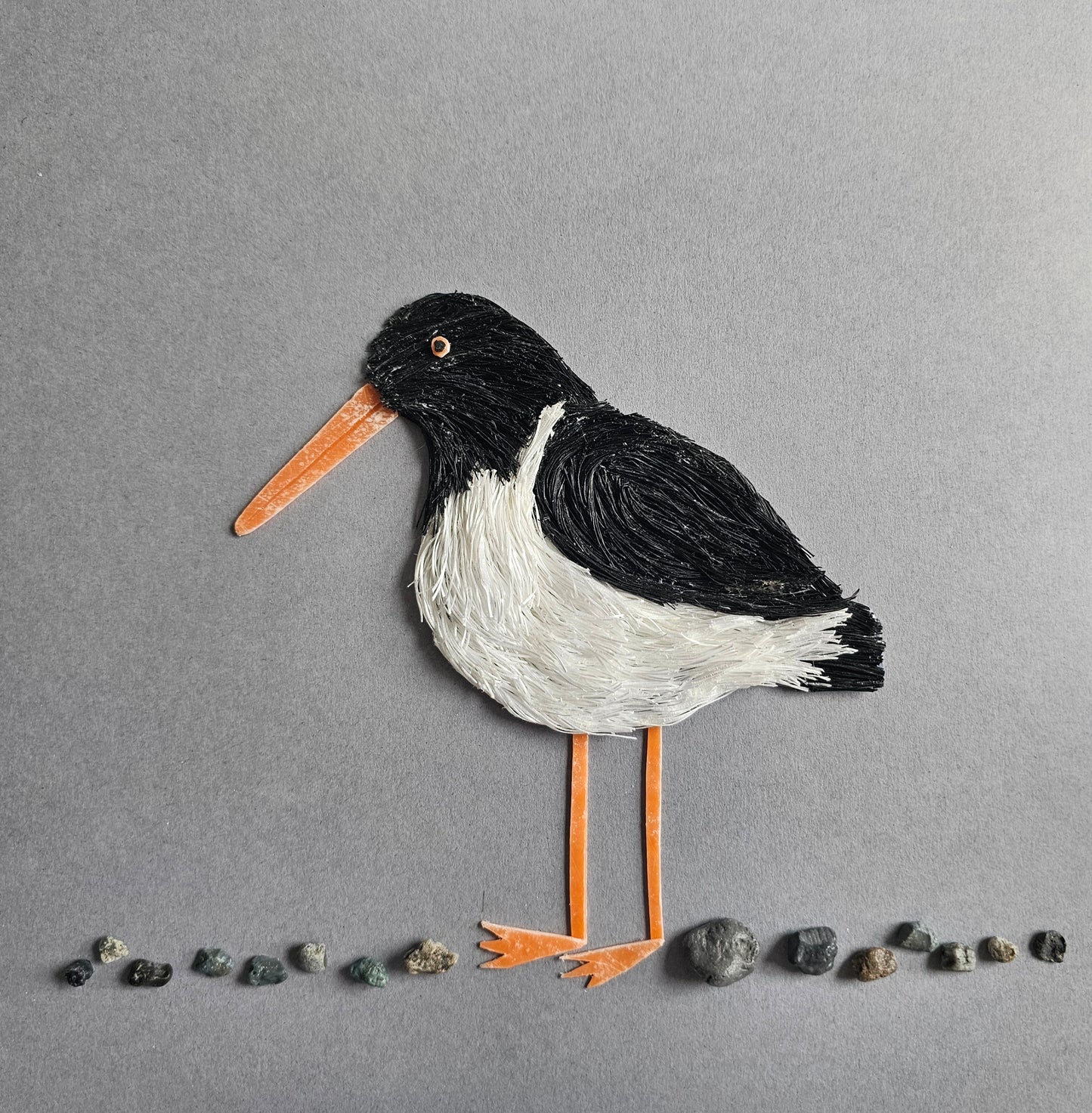 Oystercatcher