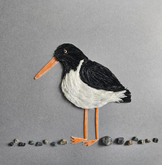 Oystercatcher