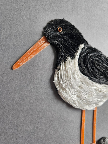 Oystercatcher