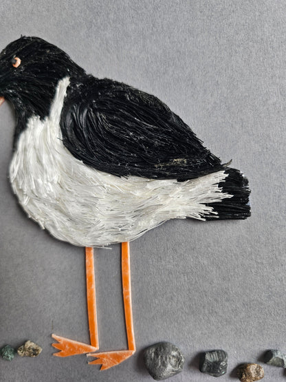 Oystercatcher